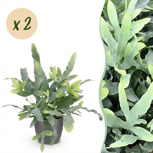 "Zimmerpflanze - Phlebodium aureum Blue Star - Blaue Farn - Haustierfreundliche Pflanze - Blau - 2 Pflanzen - mit Potter Grau - Topf 12cm - Höhe 25cm image"