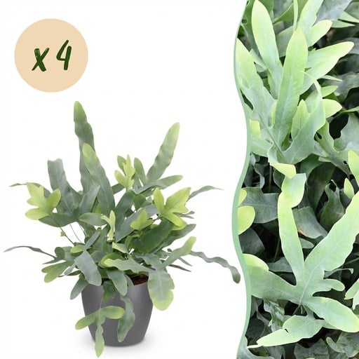 "Zimmerpflanze - Phlebodium aureum Blue Star - Blaue Farn - Haustierfreundliche Pflanze - Blau - 4 Pflanzen - mit Potter Grau - Topf 12cm - Höhe 25cm image"