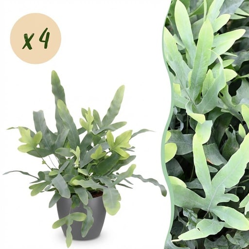 "Goldtüpfelfarn 'Blue Star' 4er-Set (Phlebodium aureum) – pflegeleichte Zimmerpflanze, im Übertopf, Topf-Ø 12 cm, Höhe ca. 25 cm image"