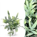 Zimmerpflanze - Phlebodium aureum Blue Star - Blaue Farn - Haustierfreundliche Pflanze - Blau - 1 Pflanze - mit Potter Weiß - Topf 12cm - Höhe 25cm