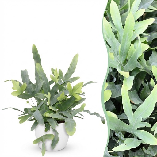 "Zimmerpflanze - Phlebodium aureum Blue Star - Blaue Farn - Haustierfreundliche Pflanze - Blau - 1 Pflanze - mit Potter Weiß - Topf 12cm - Höhe 25cm image"