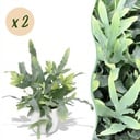 Zimmerpflanze - Phlebodium aureum Blue Star - Blaue Farn - Haustierfreundliche Pflanze - Blau - 2 Pflanzen - mit Potter Weiß - Topf 12cm - Höhe 25cm