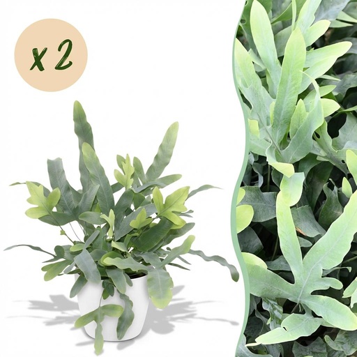 "Zimmerpflanze - Phlebodium aureum Blue Star - Blaue Farn - Haustierfreundliche Pflanze - Blau - 2 Pflanzen - mit Potter Weiß - Topf 12cm - Höhe 25cm image"