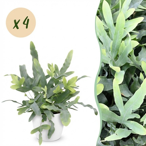 "Zimmerpflanze - Phlebodium aureum Blue Star - Blaue Farn - Haustierfreundliche Pflanze - Blau - 4 Pflanzen - mit Potter Weiß - Topf 12cm - Höhe 25cm image"