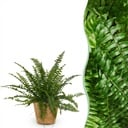 Zimmerpflanze - Nephrolepsis exaltata Green Lady - Farn - Haustierfreundliche Pflanze - Grün - 1 Pflanze - mit Korb - Topf 12cm - Höhe 25cm
