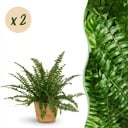 Zimmerpflanze - Nephrolepsis exaltata Green Lady - Farn - Haustierfreundliche Pflanze - Grün - 2 Pflanzen - mit Korb - Topf 12cm - Höhe 25cm