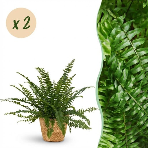 "Zimmerpflanze - Nephrolepsis exaltata Green Lady - Farn - Haustierfreundliche Pflanze - Grün - 2 Pflanzen - mit Korb - Topf 12cm - Höhe 25cm image"
