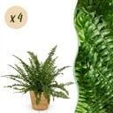 Zimmerpflanze - Nephrolepsis exaltata Green Lady - Farn - Haustierfreundliche Pflanze - Grün - 4 Pflanzen - mit Korb - Topf 12cm - Höhe 25cm
