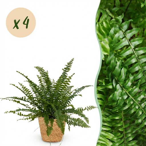 "Zimmerpflanze - Nephrolepsis exaltata Green Lady - Farn - Haustierfreundliche Pflanze - Grün - 4 Pflanzen - mit Korb - Topf 12cm - Höhe 25cm image"