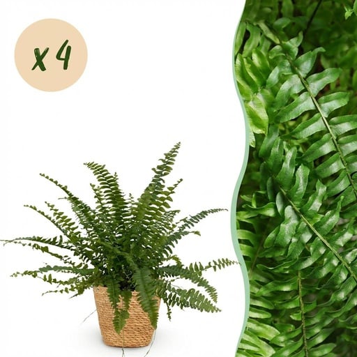"Zimmerpflanze - Nephrolepsis exaltata Green Lady - Farn - Haustierfreundliche Pflanze - Grün - 4 Pflanzen - mit Korb - Topf 12cm - Höhe 25cm image"