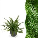Zimmerpflanze - Nephrolepsis exaltata Green Lady - Farn - Haustierfreundliche Pflanze - Grün - 1 Pflanze - mit Potter Grau - Topf 12cm - Höhe 25cm