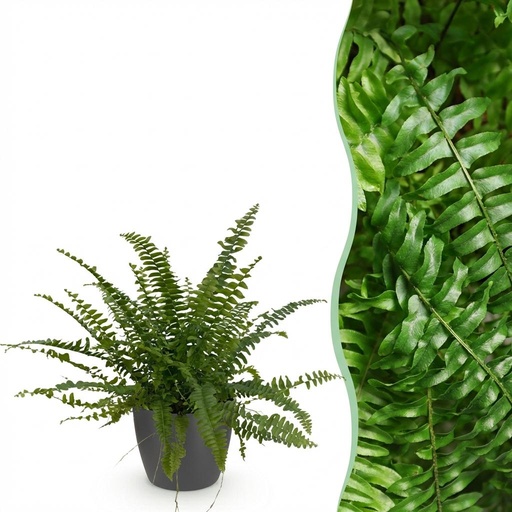 "Zimmerpflanze - Nephrolepsis exaltata Green Lady - Farn - Haustierfreundliche Pflanze - Grün - 1 Pflanze - mit Potter Grau - Topf 12cm - Höhe 25cm image"