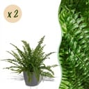 Zimmerpflanze - Nephrolepsis exaltata Green Lady - Farn - Haustierfreundliche Pflanze - Grün - 2 Pflanzen - mit Potter Grau - Topf 12cm - Höhe 25cm