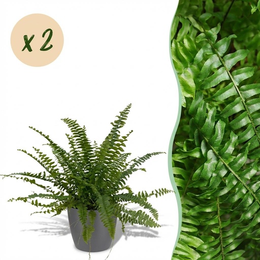 "Zimmerpflanze - Nephrolepsis exaltata Green Lady - Farn - Haustierfreundliche Pflanze - Grün - 2 Pflanzen - mit Potter Grau - Topf 12cm - Höhe 25cm image"