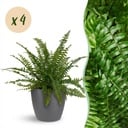 Zimmerpflanze - Nephrolepsis exaltata Green Lady - Farn - Haustierfreundliche Pflanze - Grün - 4 Pflanzen - mit Potter Grau - Topf 12cm - Höhe 25cm