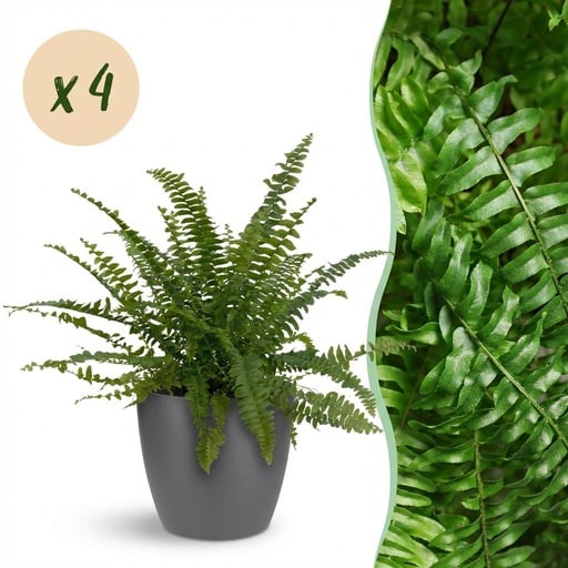 "Zimmerpflanze - Nephrolepsis exaltata Green Lady - Farn - Haustierfreundliche Pflanze - Grün - 4 Pflanzen - mit Potter Grau - Topf 12cm - Höhe 25cm image"