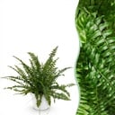 Zimmerpflanze - Nephrolepsis exaltata Green Lady - Farn - Haustierfreundliche Pflanze - Grün - 1 Pflanze - mit Potter Weiß - Topf 12cm - Höhe 25cm
