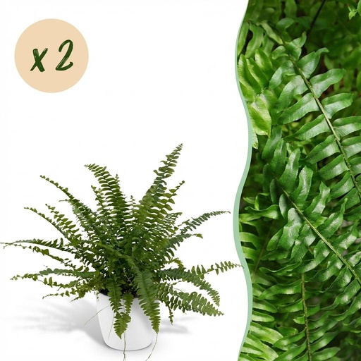 "Zimmerpflanze - Nephrolepsis exaltata Green Lady - Farn - Haustierfreundliche Pflanze - Grün - 2 Pflanzen - mit Potter Weiß - Topf 12cm - Höhe 25cm image"