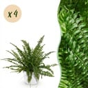 Zimmerpflanze - Nephrolepsis exaltata Green Lady - Farn - Haustierfreundliche Pflanze - Grün - 4 Pflanzen - mit Potter Weiß - Topf 12cm - Höhe 25cm