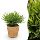 Zimmerpflanze - Bamusa Pogonatherum Monica - Bambusgras - Haustierfreundliche Pflanze - Grün - 1 Pflanze - mit Korb - Topf 12cm - Höhe 20cm