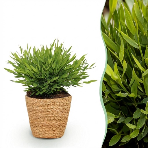 "Zimmerpflanze - Bamusa Pogonatherum Monica - Bambusgras - Haustierfreundliche Pflanze - Grün - 1 Pflanze - mit Korb - Topf 12cm - Höhe 20cm image"