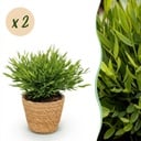 Zimmerpflanze - Bamusa Pogonatherum Monica - Bambusgras - Haustierfreundliche Pflanze - Grün - 2 Pflanzen - mit Korb - Topf 12cm - Höhe 20cm