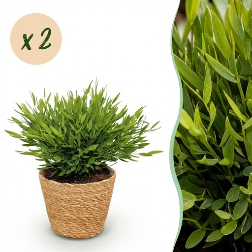 "Zimmerpflanze - Bamusa Pogonatherum Monica - Bambusgras - Haustierfreundliche Pflanze - Grün - 2 Pflanzen - mit Korb - Topf 12cm - Höhe 20cm image"