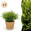 Zimmerpflanze - Bamusa Pogonatherum Monica - Bambusgras - Haustierfreundliche Pflanze - Grün - 4 Pflanzen - mit Korb - Topf 12cm - Höhe 20cm