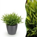 Zimmerpflanze - Bamusa Pogonatherum Monica - Bambusgras - Haustierfreundliche Pflanze - Grün - 1 Pflanze - mit Potter Grau - Topf 12cm - Höhe 20cm