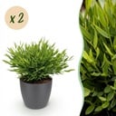 Zimmerpflanze - Bamusa Pogonatherum Monica - Bambusgras - Haustierfreundliche Pflanze - Grün - 2 Pflanzen - mit Potter Grau - Topf 12cm - Höhe 20cm