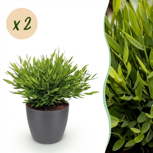 "Zimmerpflanze - Bamusa Pogonatherum Monica - Bambusgras - Haustierfreundliche Pflanze - Grün - 2 Pflanzen - mit Potter Grau - Topf 12cm - Höhe 20cm image"