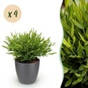 Zimmerpflanze - Bamusa Pogonatherum Monica - Bambusgras - Haustierfreundliche Pflanze - Grün - 4 Pflanzen - mit Potter Grau - Topf 12cm - Höhe 20cm