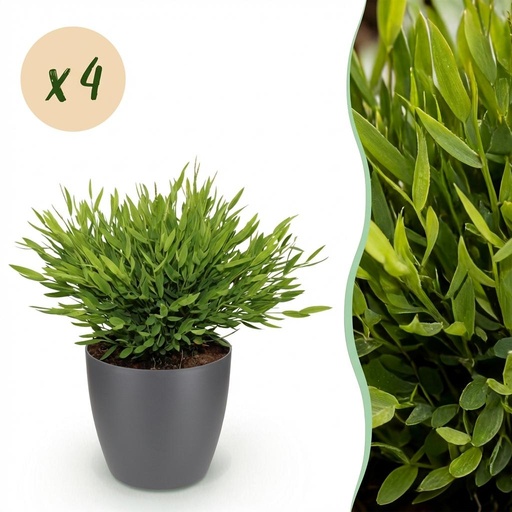 "Zimmerpflanze - Bamusa Pogonatherum Monica - Bambusgras - Haustierfreundliche Pflanze - Grün - 4 Pflanzen - mit Potter Grau - Topf 12cm - Höhe 20cm image"