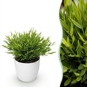 Zimmerpflanze - Bamusa Pogonatherum Monica - Bambusgras - Haustierfreundliche Pflanze - Grün - 1 Pflanze - mit Potter Weiß - Topf 12cm - Höhe 20cm