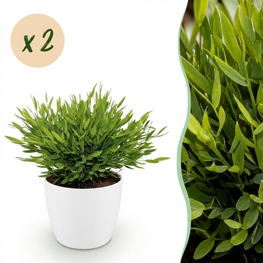"Zimmerpflanze - Bamusa Pogonatherum Monica - Bambusgras - Haustierfreundliche Pflanze - Grün - 2 Pflanzen - mit Potter Weiß - Topf 12cm - Höhe 20cm image"