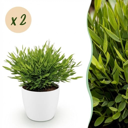 "Zimmerbambus 'Monica' 2er-Set (Pogonatherum) – pflegeleichte Zimmerpflanze, im Übertopf, Topf-Ø 12 cm, Höhe ca. 20 cm image"