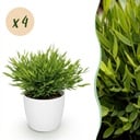 Zimmerpflanze - Bamusa Pogonatherum Monica - Bambusgras - Haustierfreundliche Pflanze - Grün - 4 Pflanzen - mit Potter Weiß - Topf 12cm - Höhe 20cm