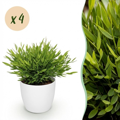 "Zimmerpflanze - Bamusa Pogonatherum Monica - Bambusgras - Haustierfreundliche Pflanze - Grün - 4 Pflanzen - mit Potter Weiß - Topf 12cm - Höhe 20cm image"
