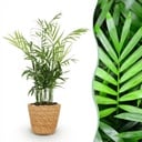 Zimmerpflanze - Chamaedorea elegans - Goldpalme - Haustierfreundliche Pflanze - Grün - 1 Pflanze - mit Korb - Topf 12cm - Höhe 15cm