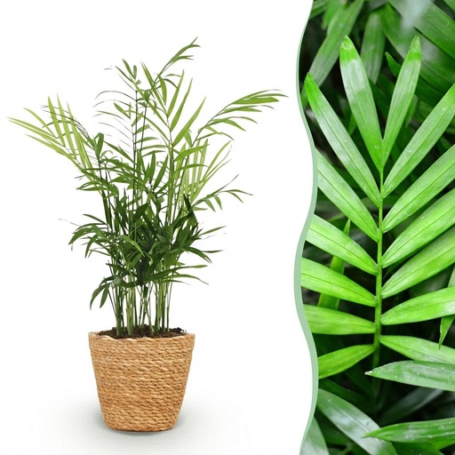 "Zimmerpflanze - Chamaedorea elegans - Goldpalme - Haustierfreundliche Pflanze - Grün - 1 Pflanze - mit Korb - Topf 12cm - Höhe 15cm image"