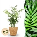 Zimmerpflanze - Chamaedorea elegans - Goldpalme - Haustierfreundliche Pflanze - Grün - 2 Pflanzen - mit Korb - Topf 12cm - Höhe 15cm