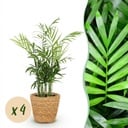 Zimmerpflanze - Chamaedorea elegans - Goldpalme - Haustierfreundliche Pflanze - Grün - 4 Pflanzen - mit Korb - Topf 12cm - Höhe 15cm
