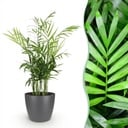 Zimmerpflanze - Chamaedorea elegans - Goldpalme - Haustierfreundliche Pflanze - Grün - 1 Pflanze - mit Potter Grau - Topf 12cm - Höhe 15cm