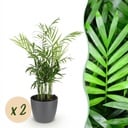 Zimmerpflanze - Chamaedorea elegans - Goldpalme - Haustierfreundliche Pflanze - Grün - 2 Pflanzen - mit Potter Grau - Topf 12cm - Höhe 15cm