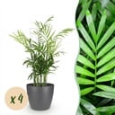 Zimmerpflanze - Chamaedorea elegans - Goldpalme - Haustierfreundliche Pflanze - Grün - 4 Pflanzen - mit Potter Grau - Topf 12cm - Höhe 15cm