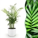 Zimmerpflanze - Chamaedorea elegans - Goldpalme - Haustierfreundliche Pflanze - Grün - 1 Pflanze - mit Potter Weiß - Topf 12cm - Höhe 15cm