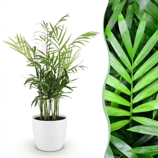 "Zimmerpflanze - Chamaedorea elegans - Goldpalme - Haustierfreundliche Pflanze - Grün - 1 Pflanze - mit Potter Weiß - Topf 12cm - Höhe 15cm image"