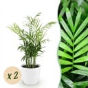 Zimmerpflanze - Chamaedorea elegans - Goldpalme - Haustierfreundliche Pflanze - Grün - 2 Pflanzen - mit Potter Weiß - Topf 12cm - Höhe 15cm