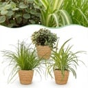 Zimmerpflanze - Cyperus - Calissia - Chlorophytum - Mix aus 3 - Haustierfreundliche Pflanzen - Grün - 3 Pflanzen - mit Korb - Topf 12cm - Höhe 20cm