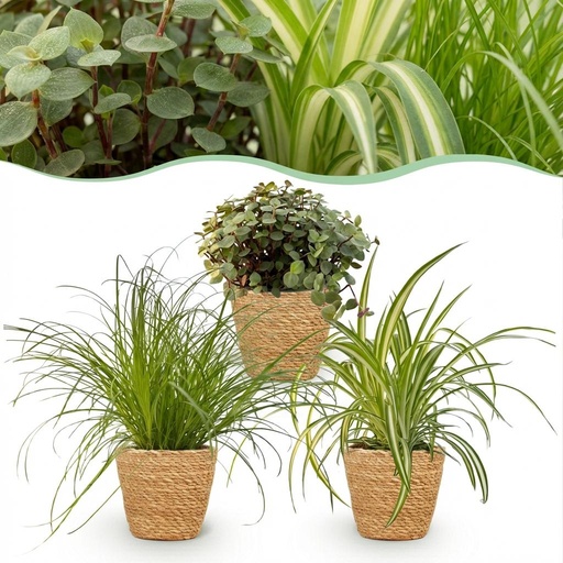 "Zimmerpflanze - Cyperus - Calissia - Chlorophytum - Mix aus 3 - Haustierfreundliche Pflanzen - Grün - 3 Pflanzen - mit Korb - Topf 12cm - Höhe 20cm image"
